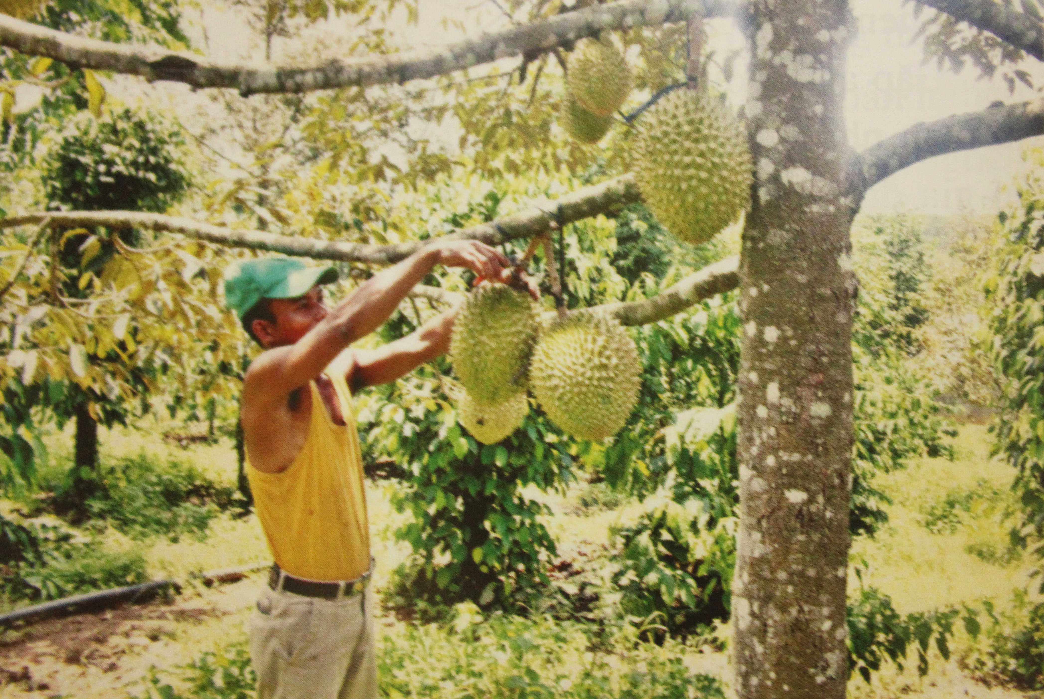 Một người Raglai gương mẫu