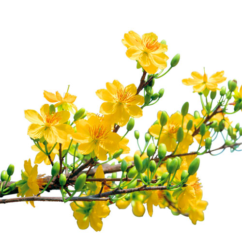 Bài thơ Tình Xuân của đồng chí Nguyễn Viết Giá, Phó Chánh Văn phòng Bộ Nội vụ viết mừng xuân mới Bính Thân 2016