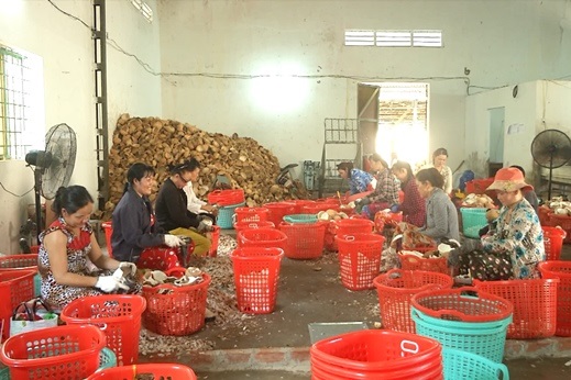 Bến Tre: Chủ tịch UBND huyện Thạnh Phú làm việc với Hợp tác xã dừa Phú Nông