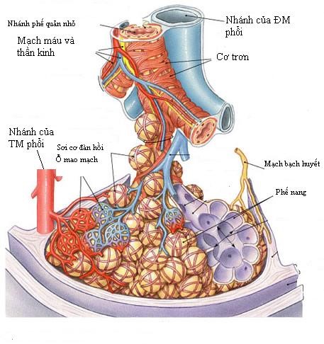 Tác hại của khói thuốc lá với hệ hô hấp