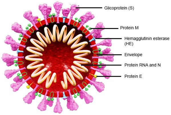 Liên quan giữa hút thuốc lá và nhiễm trùng hô hấp cấp do Coronavirus (SARS-CoV-2)